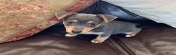 Jack Russell dogs for sale: Fabulous Miniature Jack Russell puppies  - Advert 2