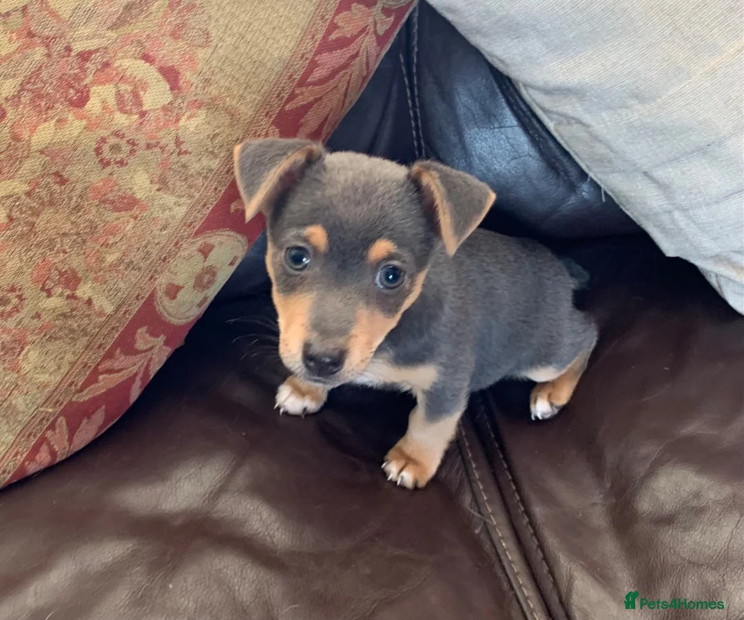 Jack Russell dogs for sale: Fabulous Miniature Jack Russell puppies  - Advert 2