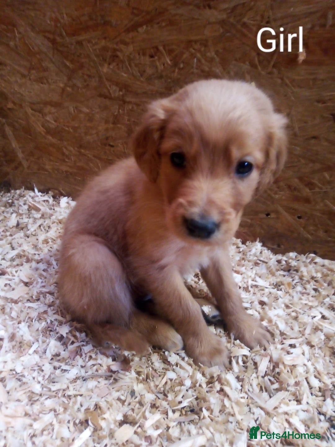 Mixed Breed dogs for sale: 9 Irish setter X lurcher pups - Image 11