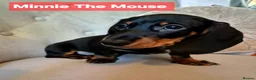 Miniature Dachshund dogs for sale: 🐾​Elite KC One left Reduced from 1400!🐾 - Advert 24