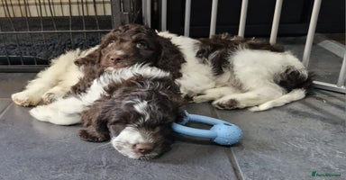 Sproodle dogs in Kidderminster - Advert 8