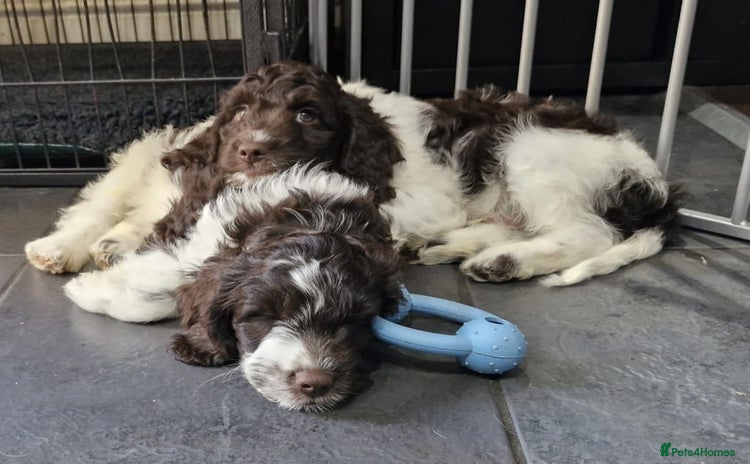 Sproodle dogs in Kidderminster - Advert 4