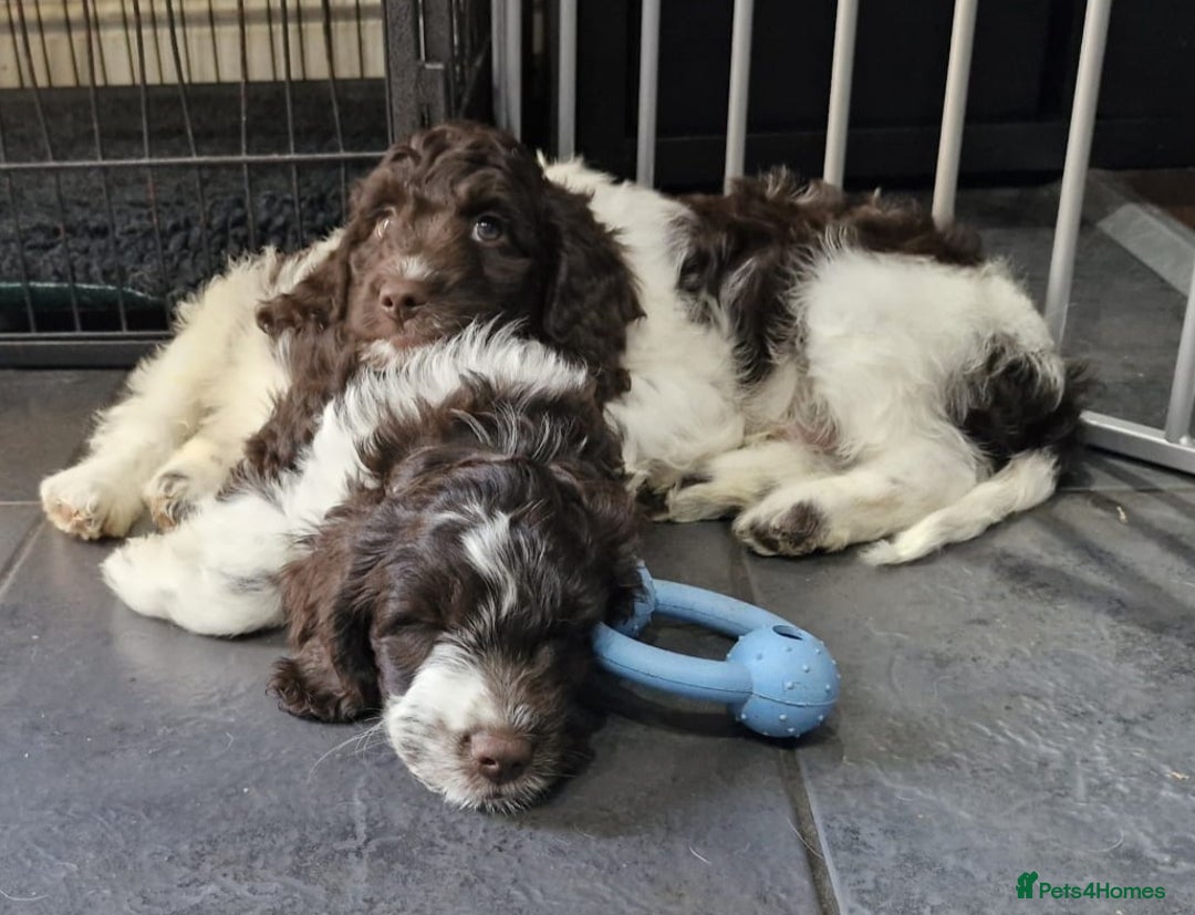 Sproodle dogs for sale: F1 Parti Sproodles 💥 REDUCED 💥 LAST TWO MALES 💥 in Kidderminster - Image 1