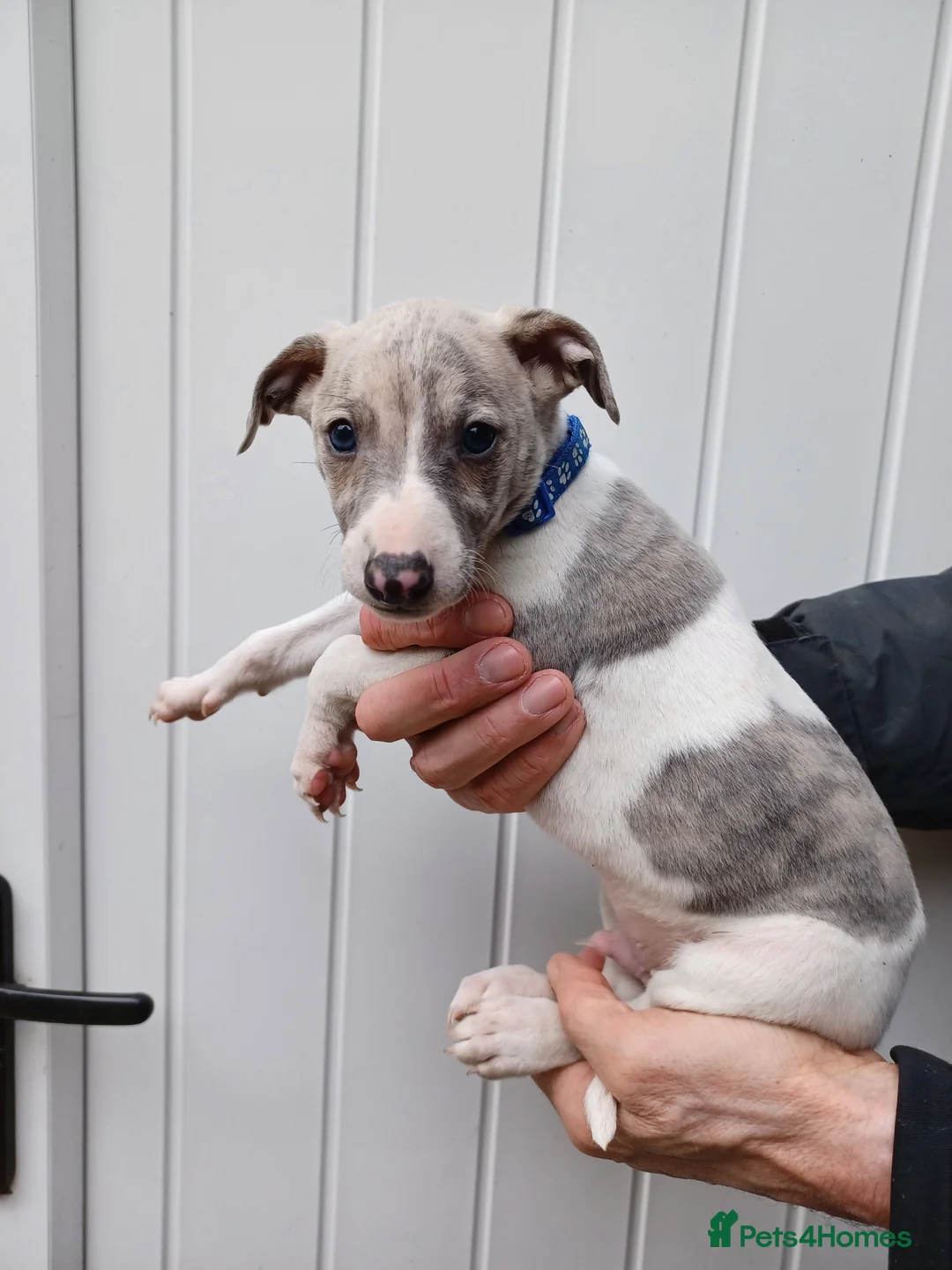 Whippet dogs for sale: Beautiful Pedigree Pups in Skipton - Advert 2