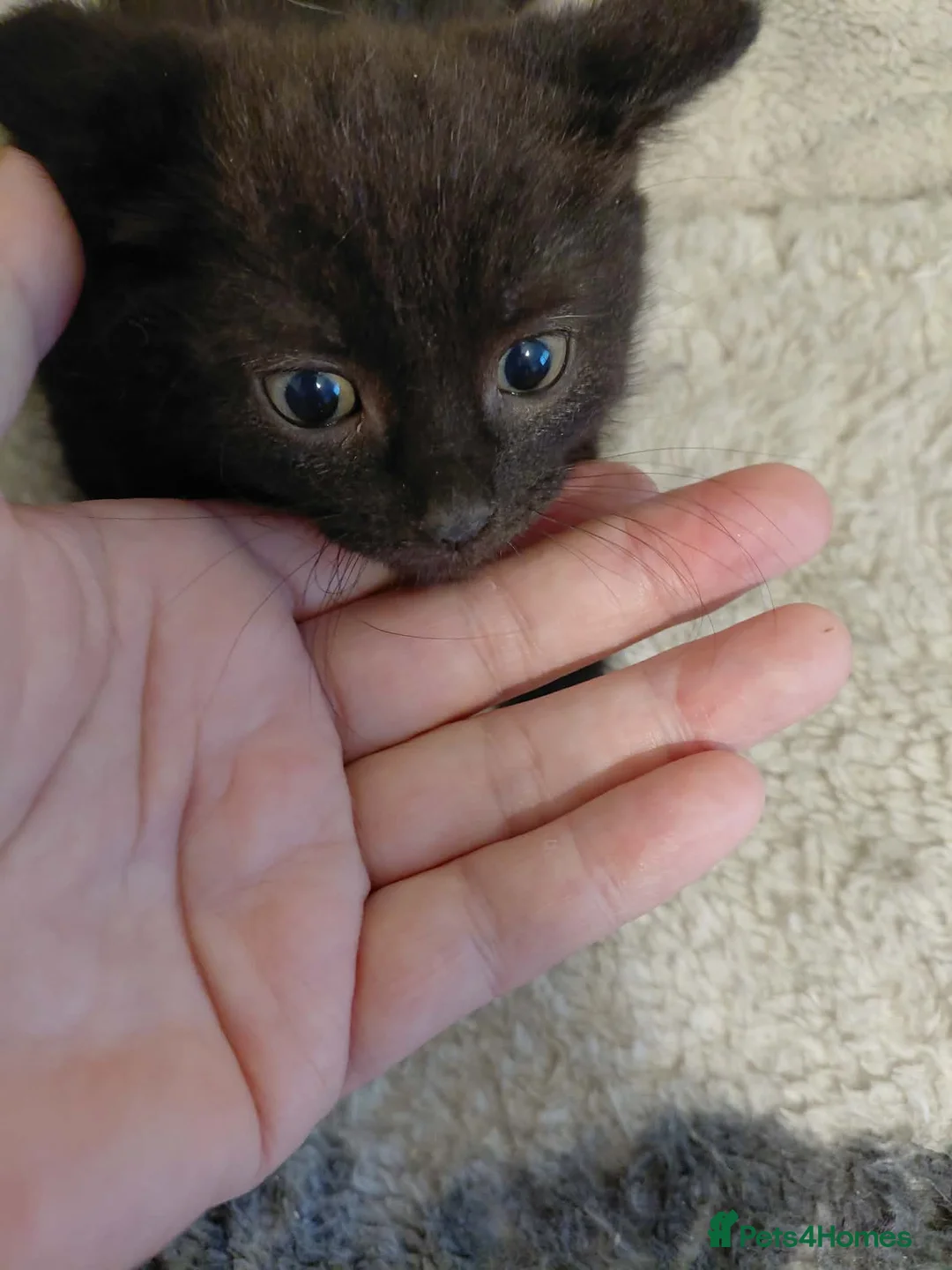 Mixed Breed cats for sale: Tuxedo kittens  in Bolton - Advert 4
