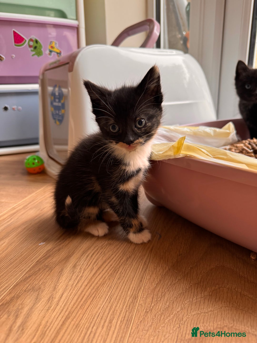 Mixed Breed cats for sale: Kittens ready now  - Advert 7