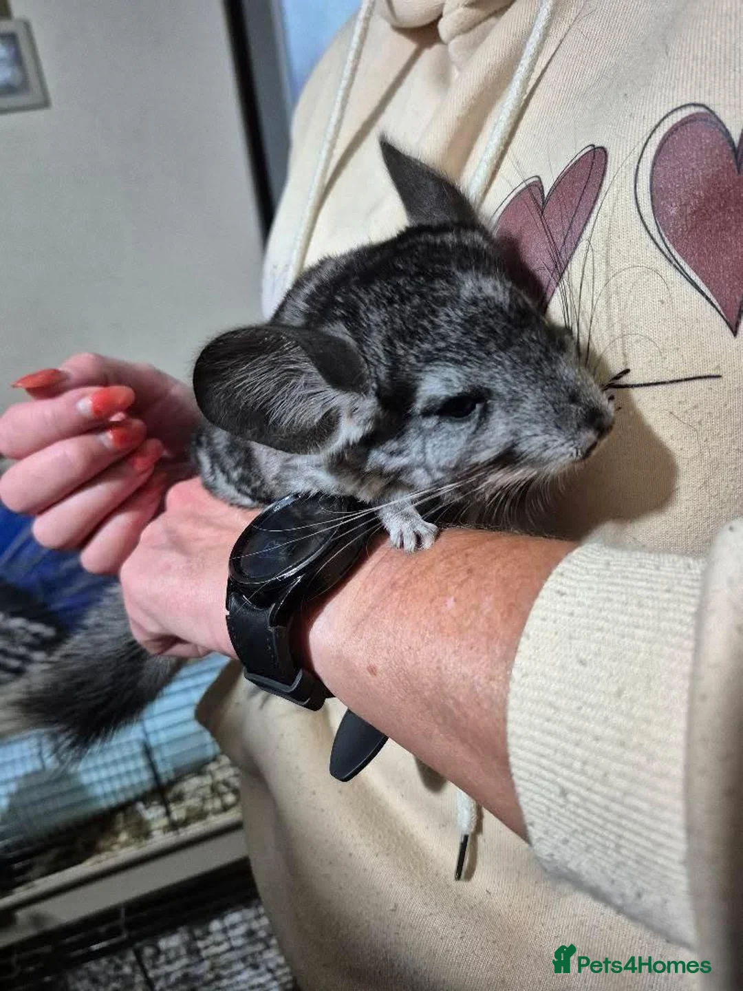 Chinchilla rodents for sale: One grey baby male for sale - Advert 3