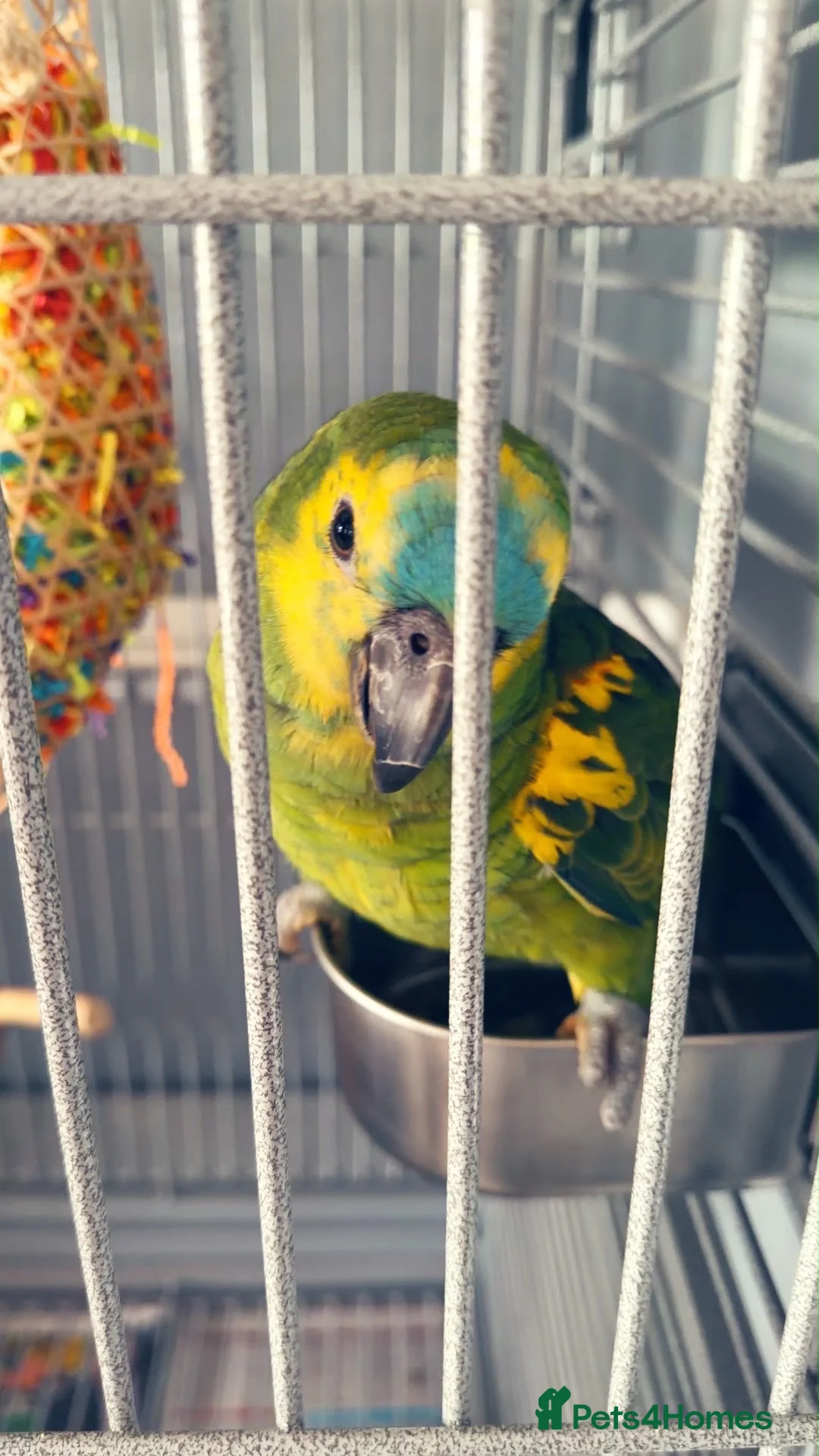Parrots birds for sale: Tame one year old female Blue Fronted Amazon  - Advert 1