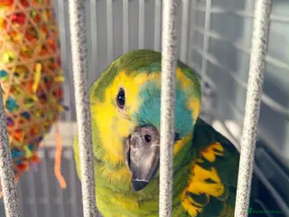 Parrots birds Tame one year old female Blue Fronted Amazon - Advert 1