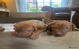 Hungarian Vizsla dogs for sale: Hungarian Vizsla puppies - Image 3