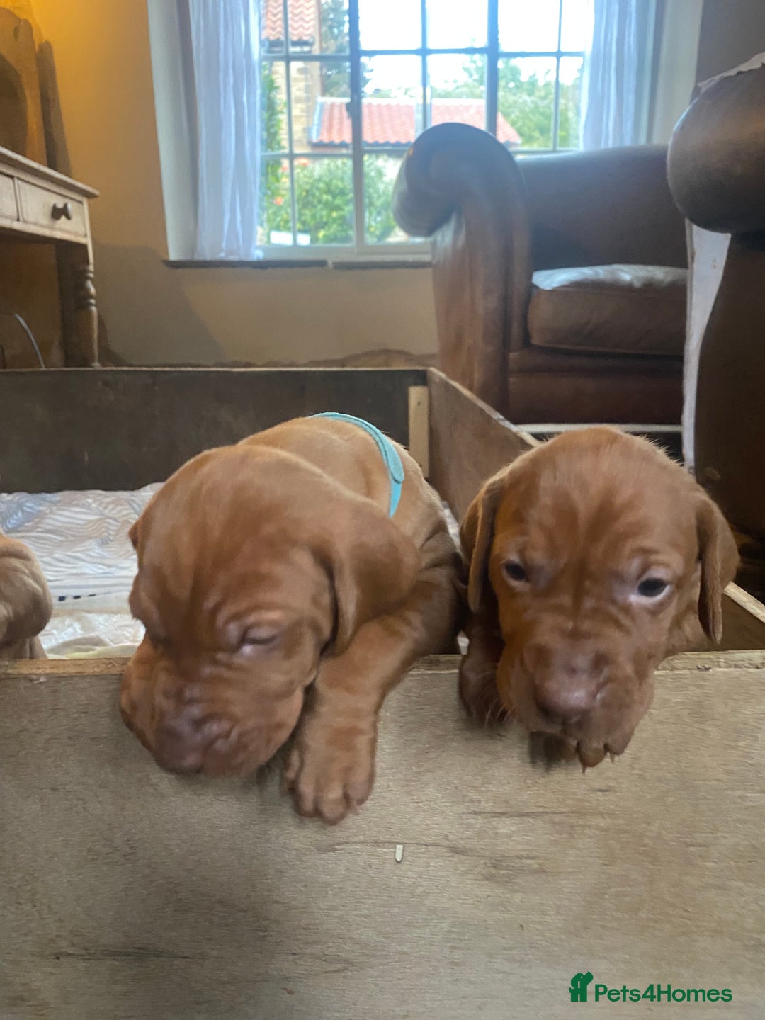 Hungarian Vizsla dogs for sale: Hungarian Vizsla puppies - Image 3