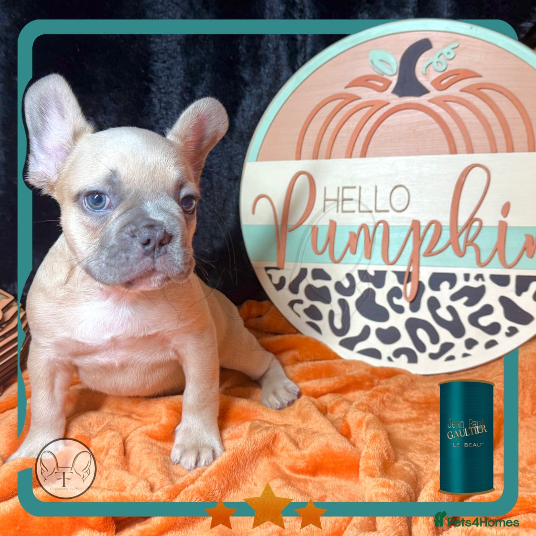 French Bulldog dogs for sale: Hello Pumpkin KC Frenchie Bulldogs A* Ready Soon! - Image 6
