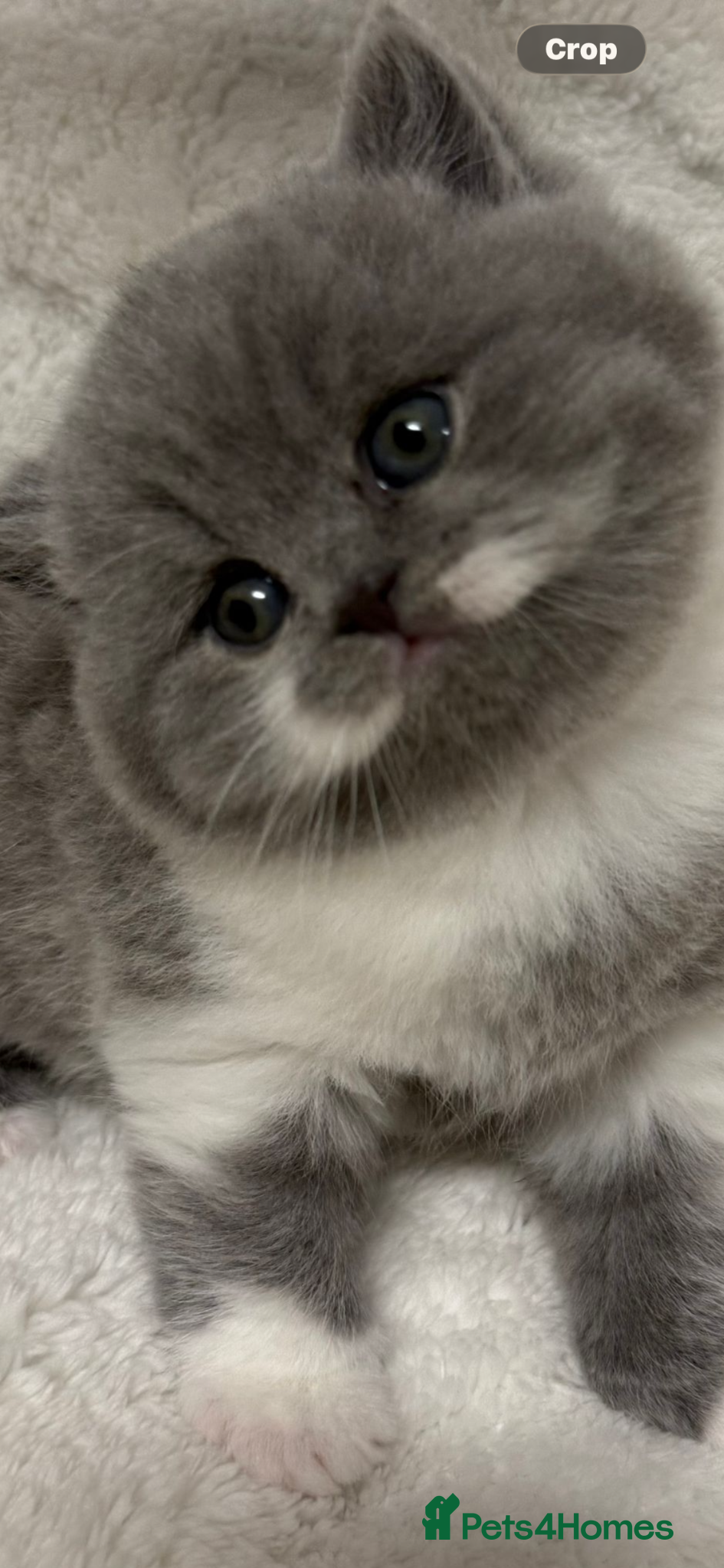 British Shorthair cats 🏆CHAMPIONSHIP BLOOD LINE PURE PEDIGREE BSH 🏆✨😻 - Advert 2