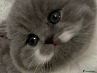 British Shorthair cats 🏆CHAMPIONSHIP BLOOD LINE PURE PEDIGREE BSH 🏆✨😻 - Advert 2