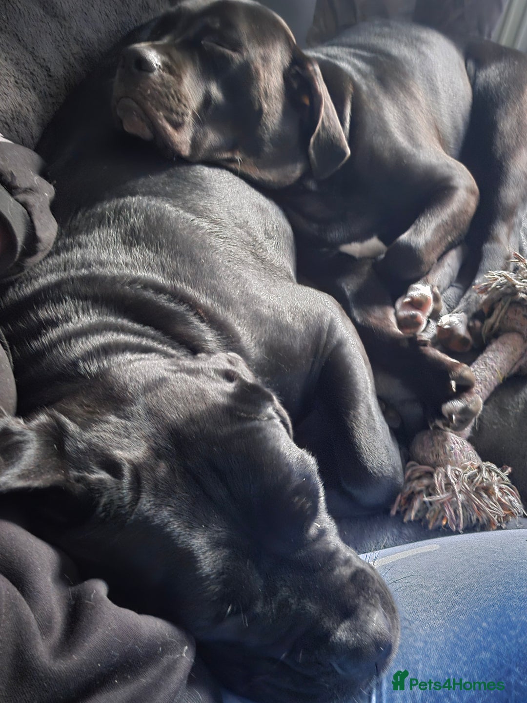 Mixed Breed dogs for sale: 1yr old female cane corso cross - Advert 3