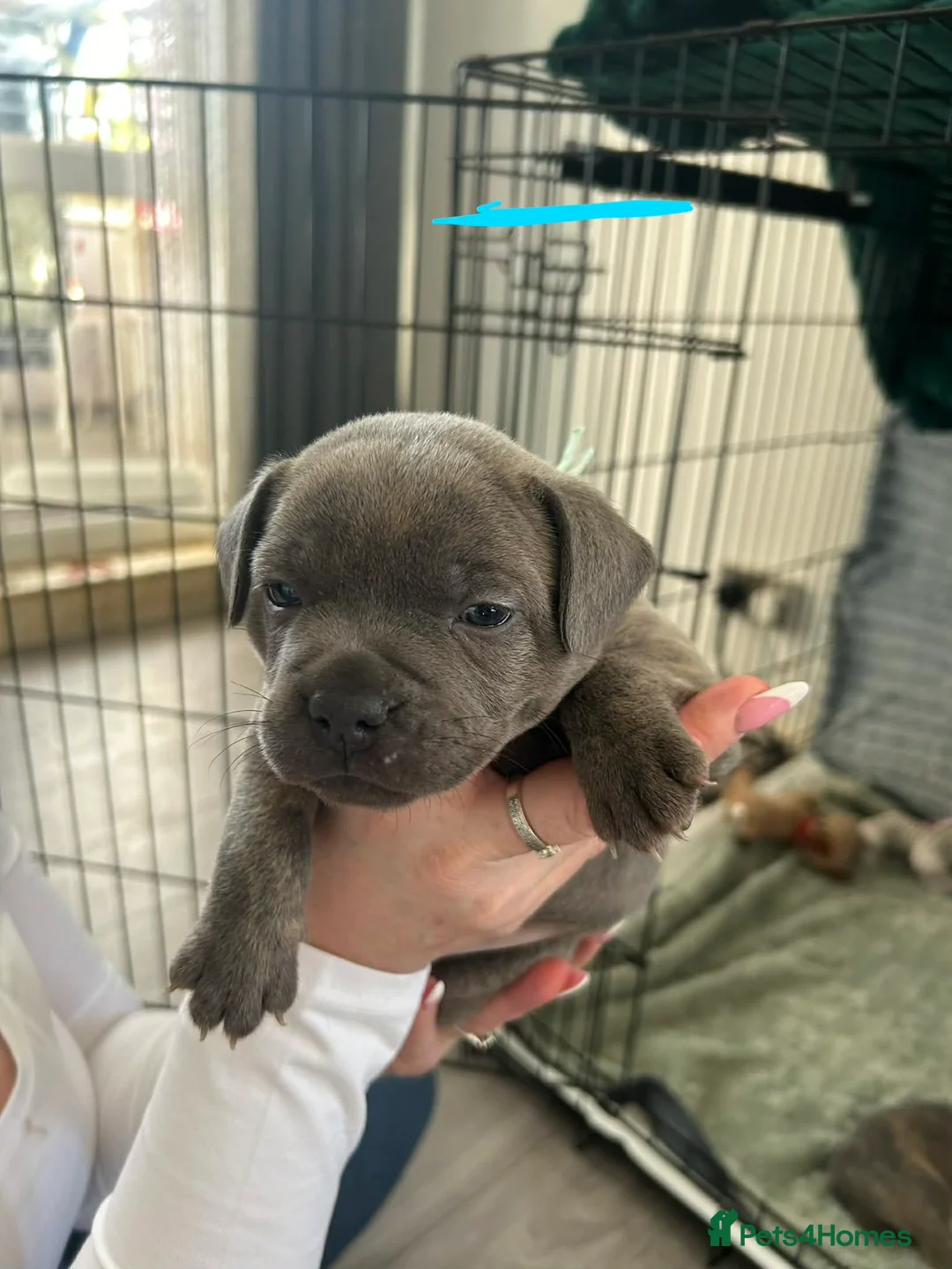 Mixed Breed dogs for sale: 7 absolutely stunning staffy cross frenchie pups - Advert 2