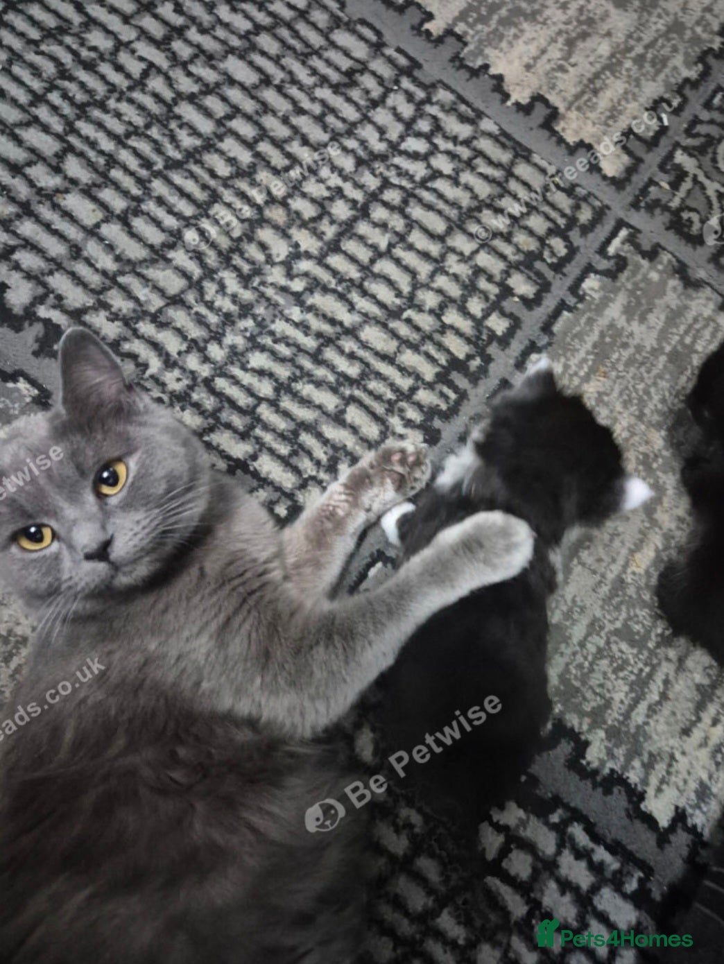 British Shorthair cats BSH kittens - Advert 1