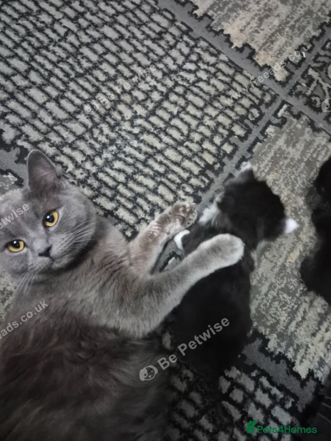 British Shorthair cats for sale: BSH kittens - Advert 1