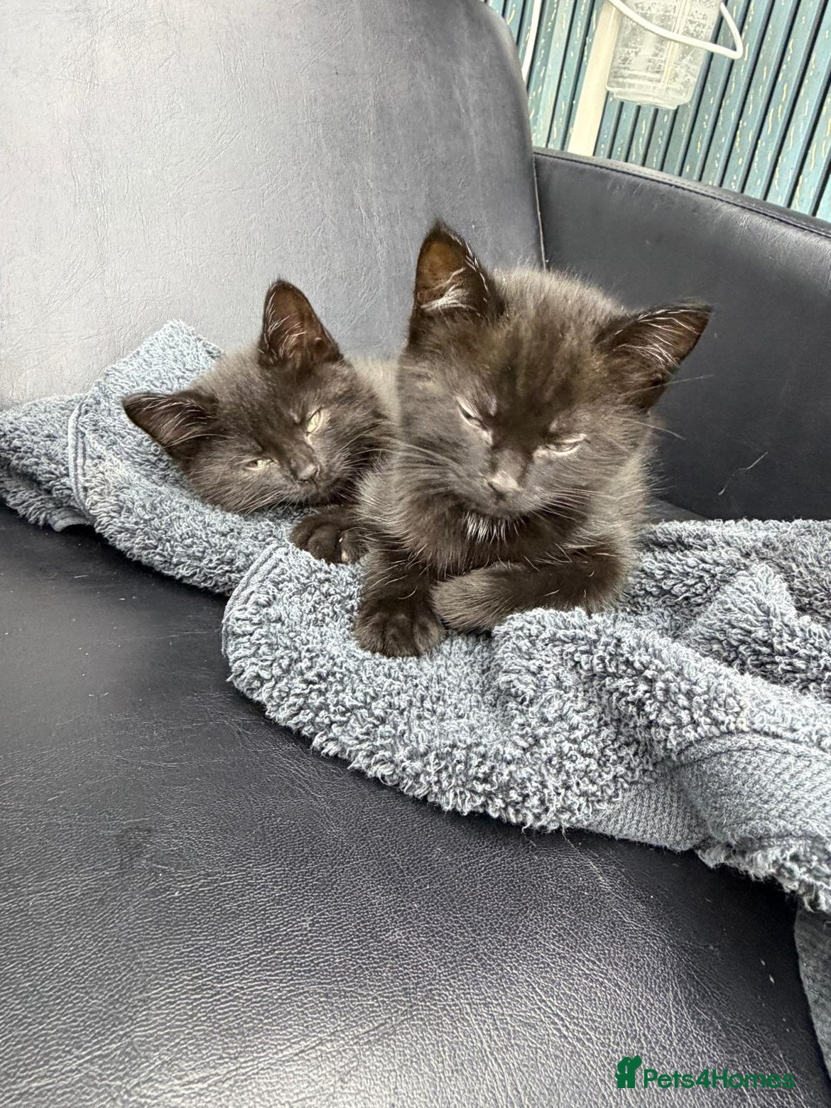 Mixed Breed cats 2 little cuties for sale - Advert 6