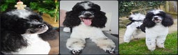 Miniature Poodle dogs for stud: Gorgeous Parti Miniature Poodle - Advert 2