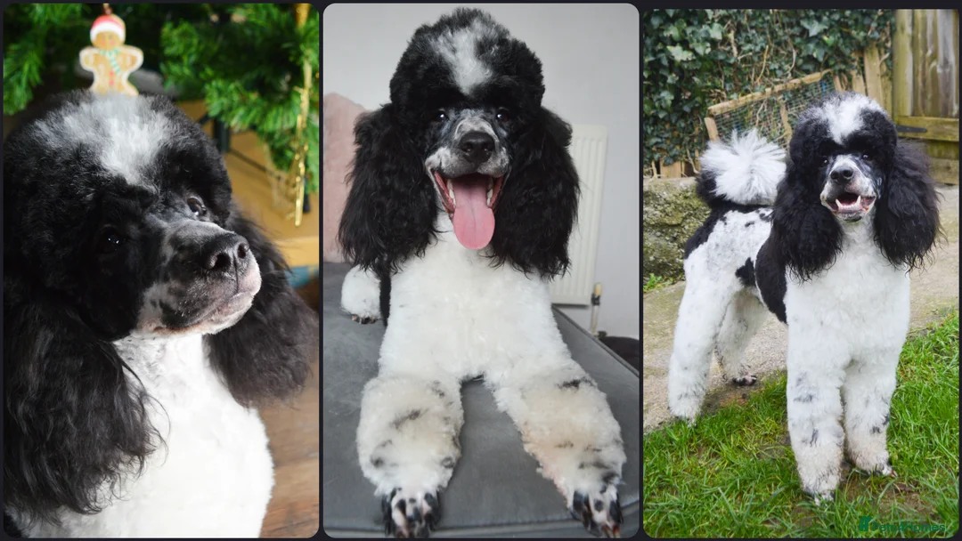Miniature Poodle dogs for stud: Gorgeous Parti Miniature Poodle - Advert 2