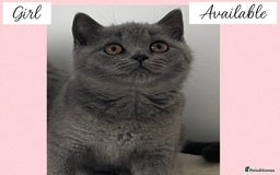 British Shorthair cats for sale: Beautiful GCCF British Shorthair’s  - Image 9
