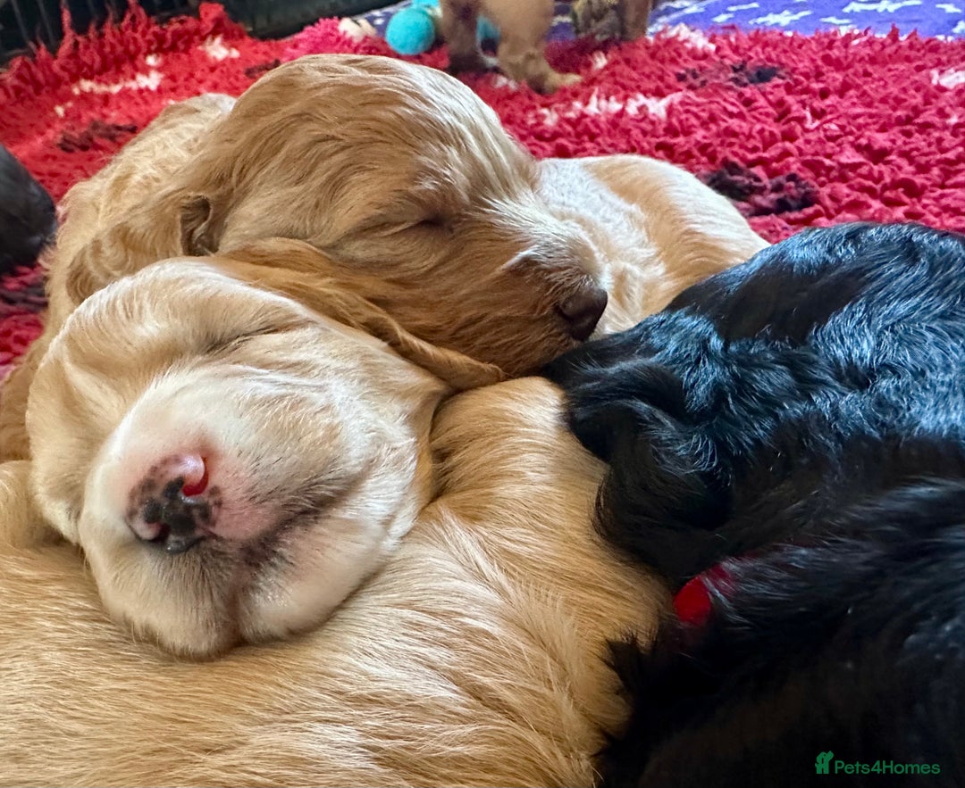 Labradoodle dogs for sale: Beautiful 50/50 British x Australian Labradoodles in Knighton - Image 2