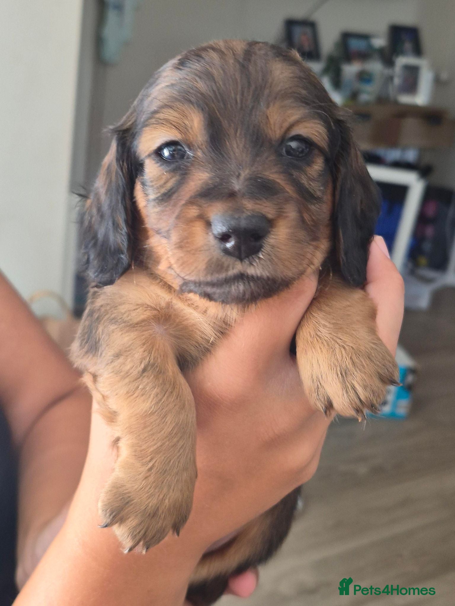 Miniature Dachshund dogs 4 beautiful long haired miniature dachshund pups - Advert 1