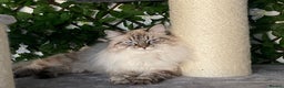 Siberian cats for sale: 🌓Word Champion Grandfather 🌖 - Advert 26