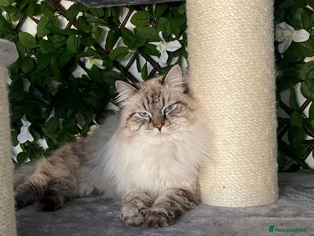 Siberian cats for sale: 🌓Word Champion Grandfather 🌖 - Advert 26