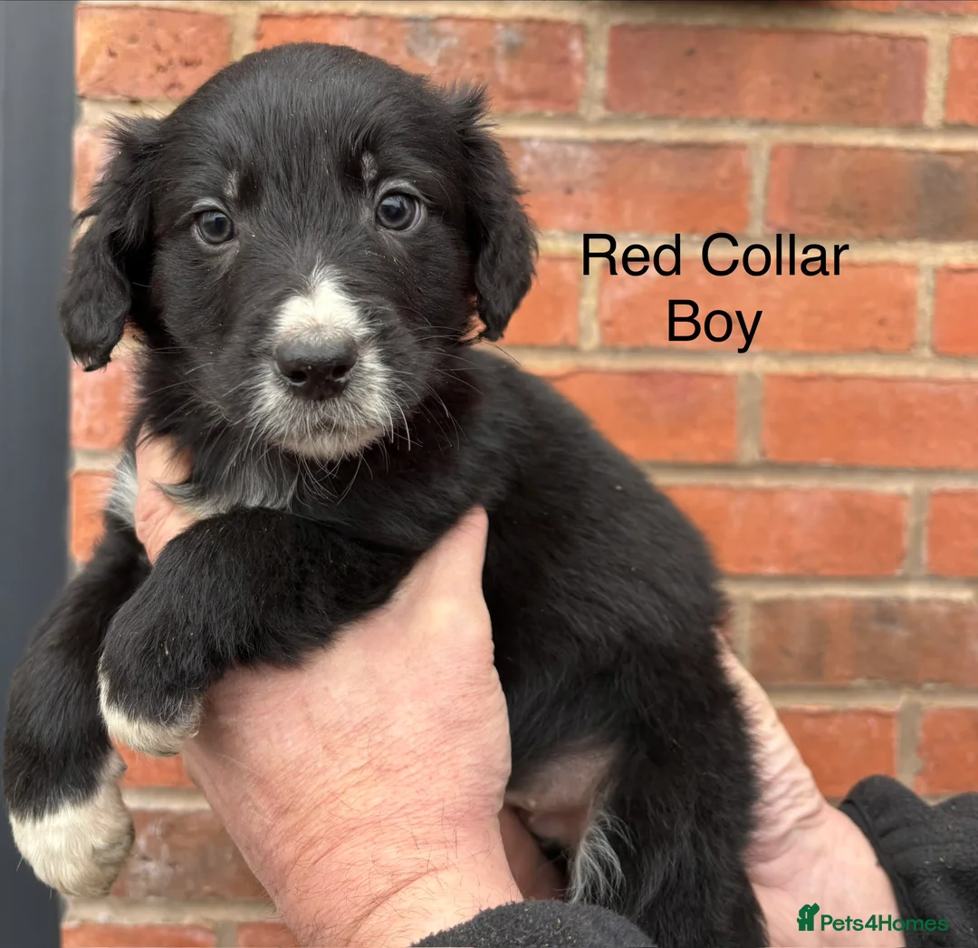 Mixed Breed dogs for sale: Cocker X Collie Puppies - Advert 10