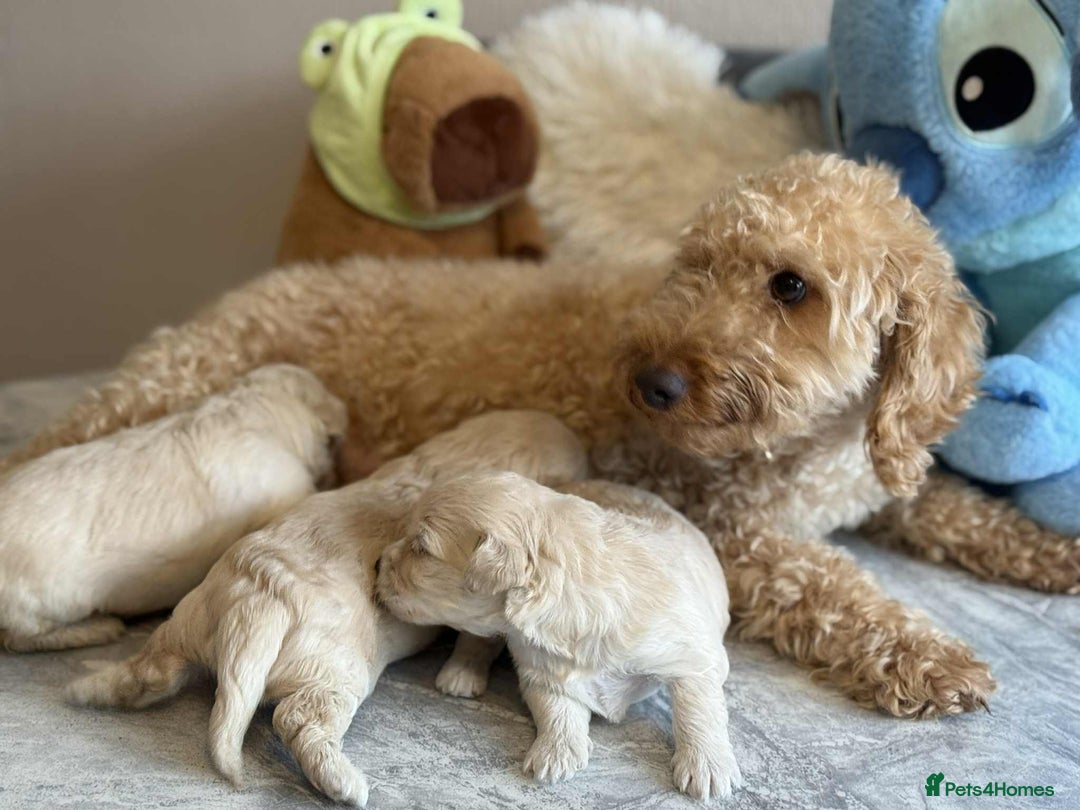 Maltipoo dogs for sale: Fluffballs of Joy 🐾💛 ready to melt your heart! - Image 25