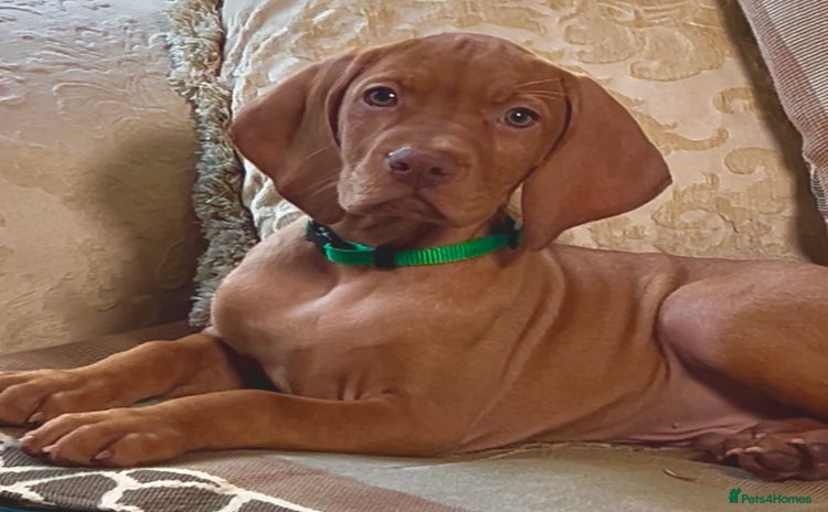 Hungarian Vizsla dogs - Advert 1