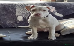 Mixed Breed dogs for sale: Dog for sale to good home - Image 4