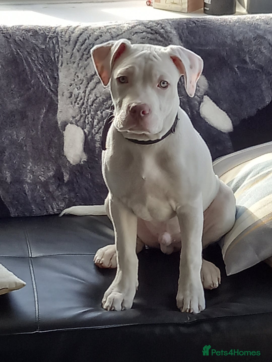 Mixed Breed dogs for sale: Dog for sale to good home - Image 4