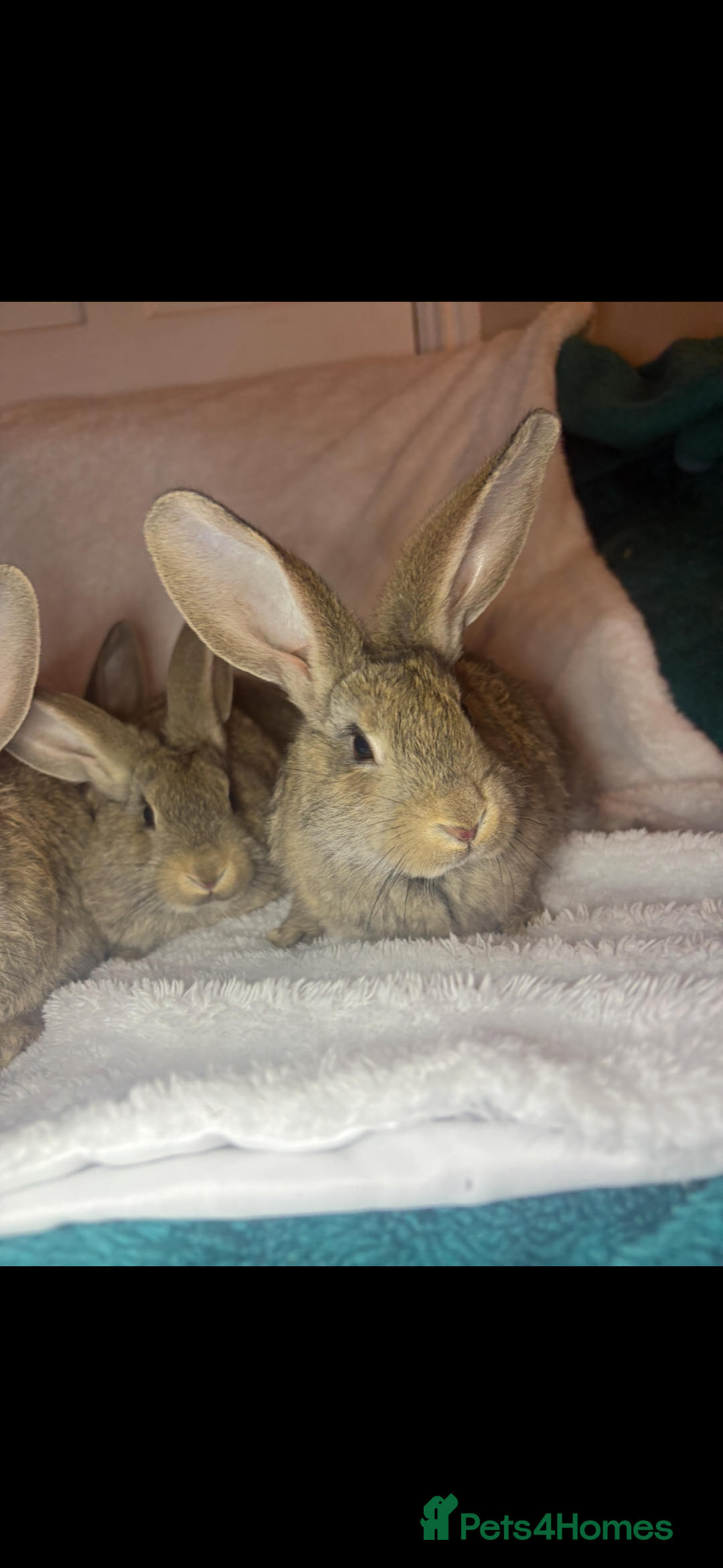 Continental Giant rabbits for sale: Beautiful continental giant baby rabbits ready  - Advert 20