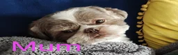 Shih Tzu dogs for sale: ⭐Beautiful colour Shih Tzu Puppies⭐ - Advert 5