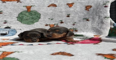 Miniature Dachshund dogs - Advert 3