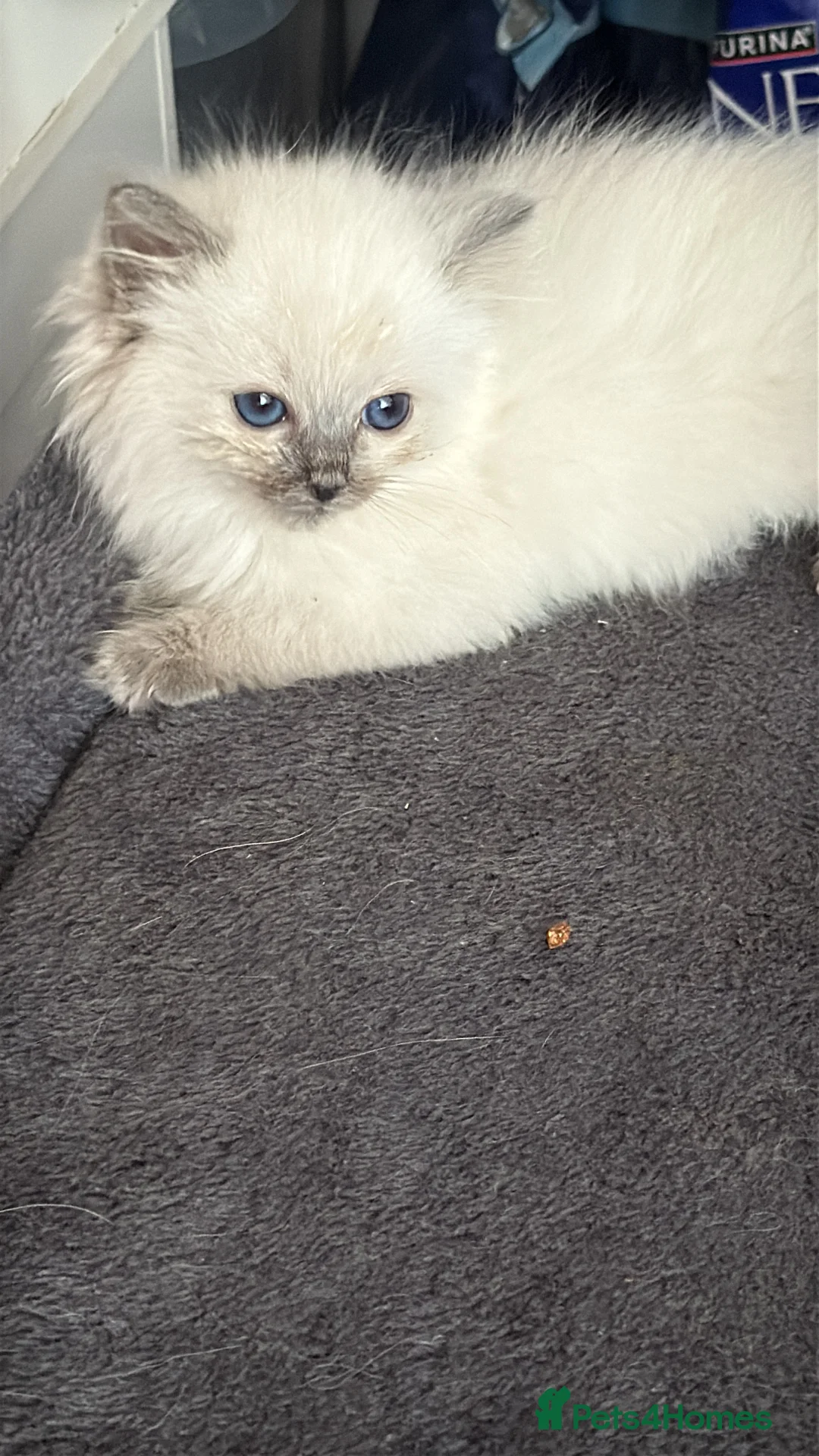 Ragdoll cats for sale: Sweet little blue point kitten - Advert 2