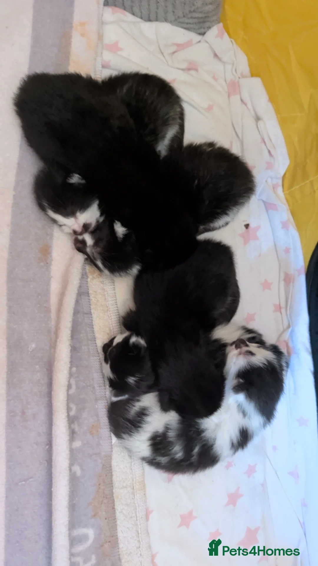 Mixed Breed cats for sale: Black and white kittens  in Corby - Advert 15