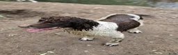 English Springer Spaniel dogs for stud: ENGLISH SPRINGER STUD - DNA HEALTH TESTED  - Advert 4