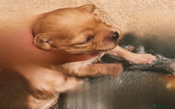 Maltipoo dogs for sale: 🧸🧸Teddy bears🧸🧸 - Image 2