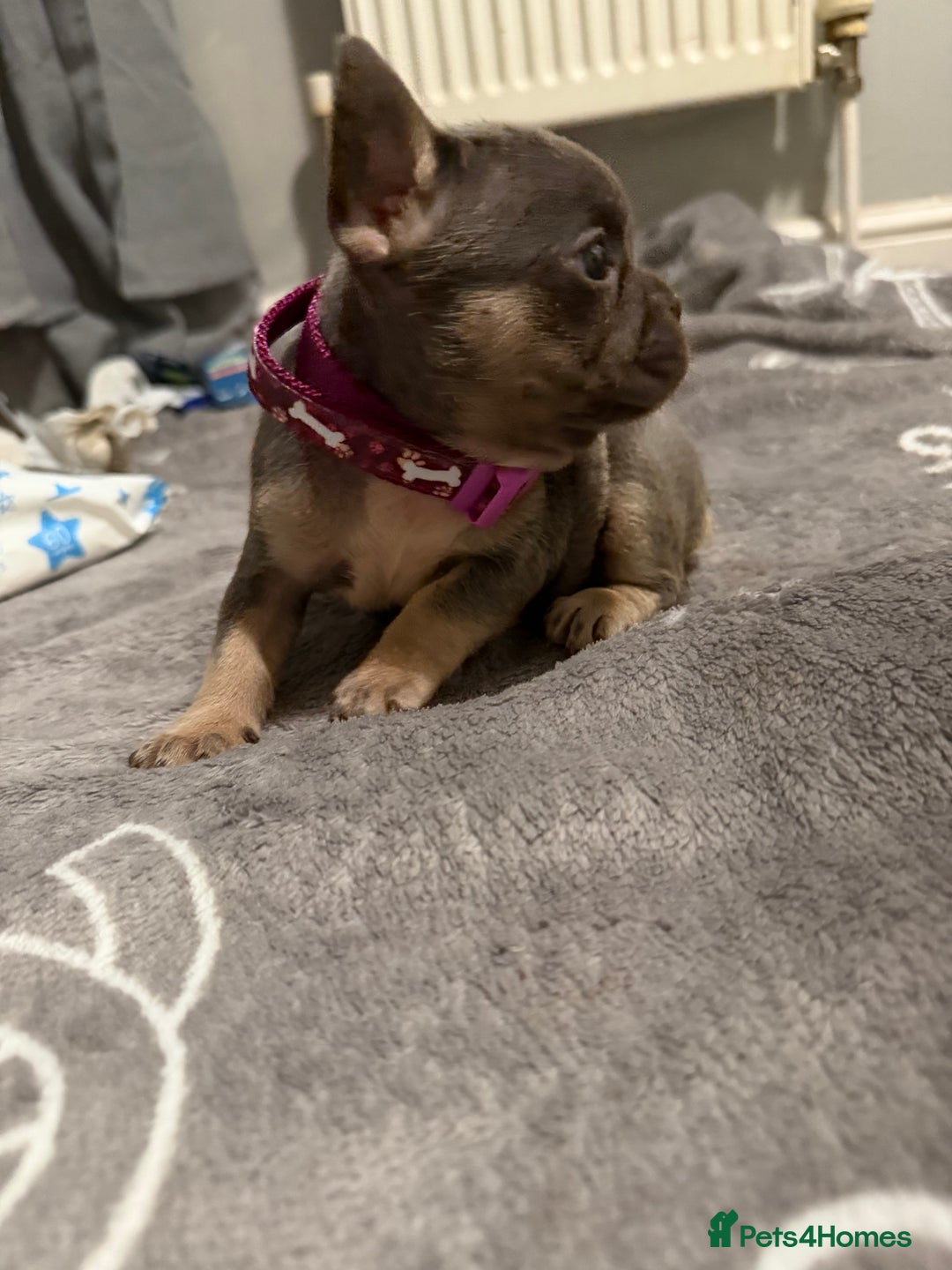 French Bulldog dogs for sale: French bulldog - Advert 11