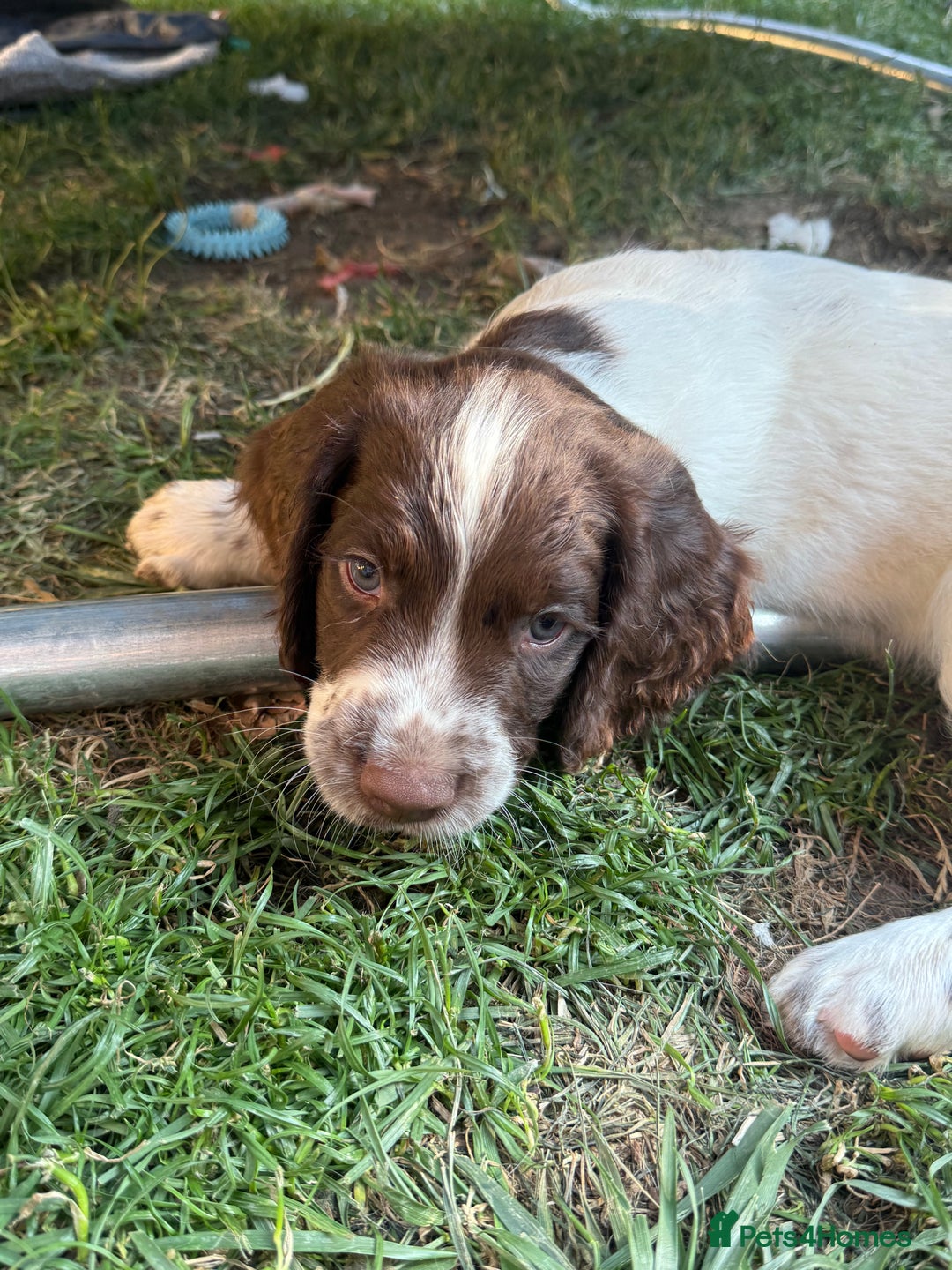 English Springer Spaniel dogs for sale: Springer spaniel pups  in Tonbridge - Image 14