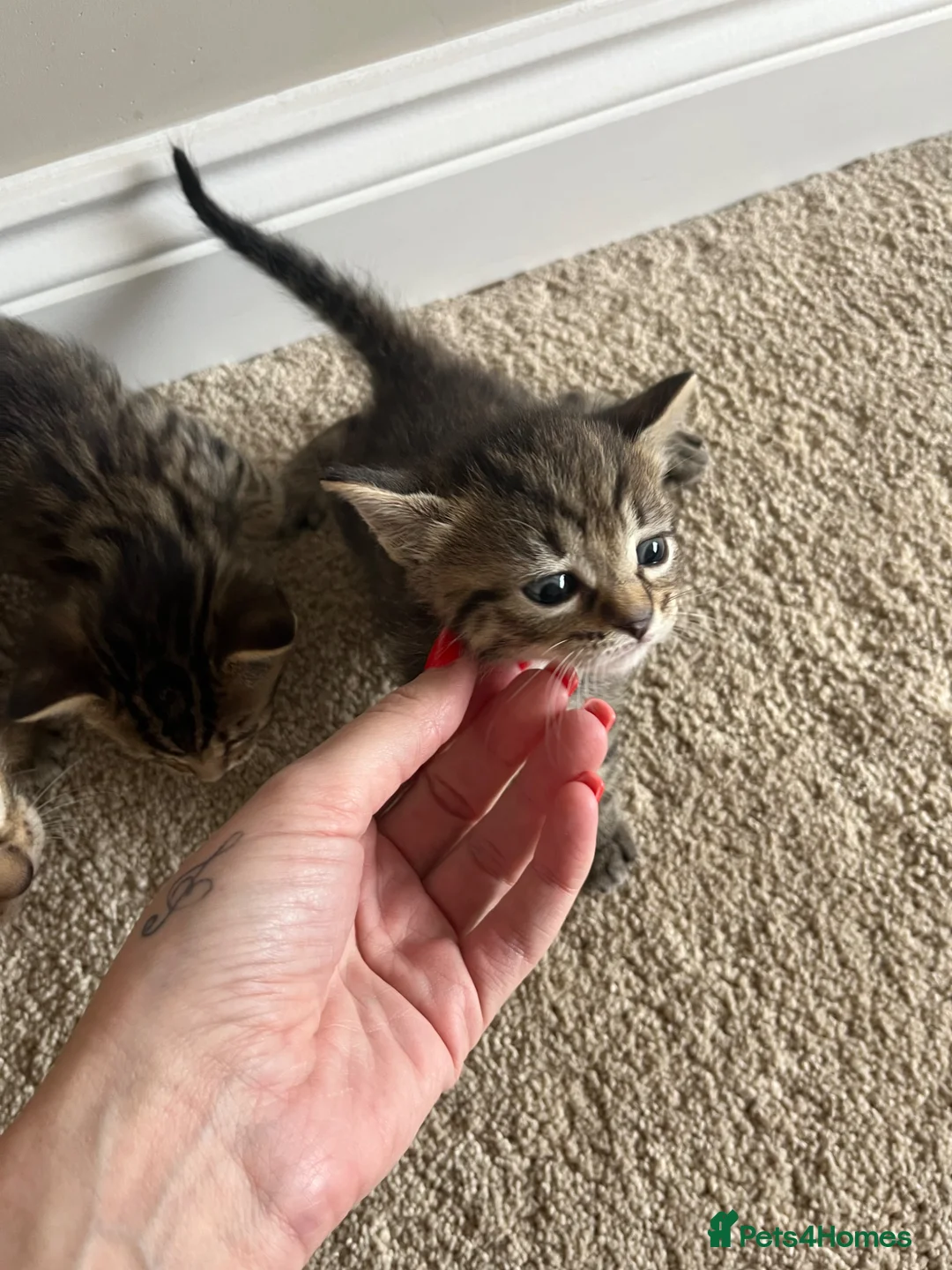 Mixed Breed cats for sale: 2 female tabby kittens left £250 each - Advert 2