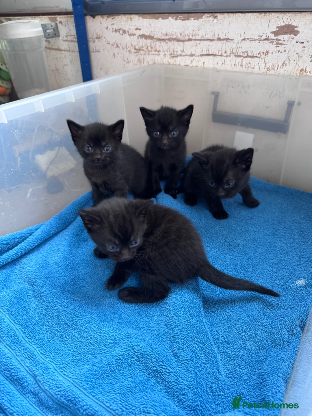 Mixed Breed cats for sale: Beautiful black kittens - Advert 2