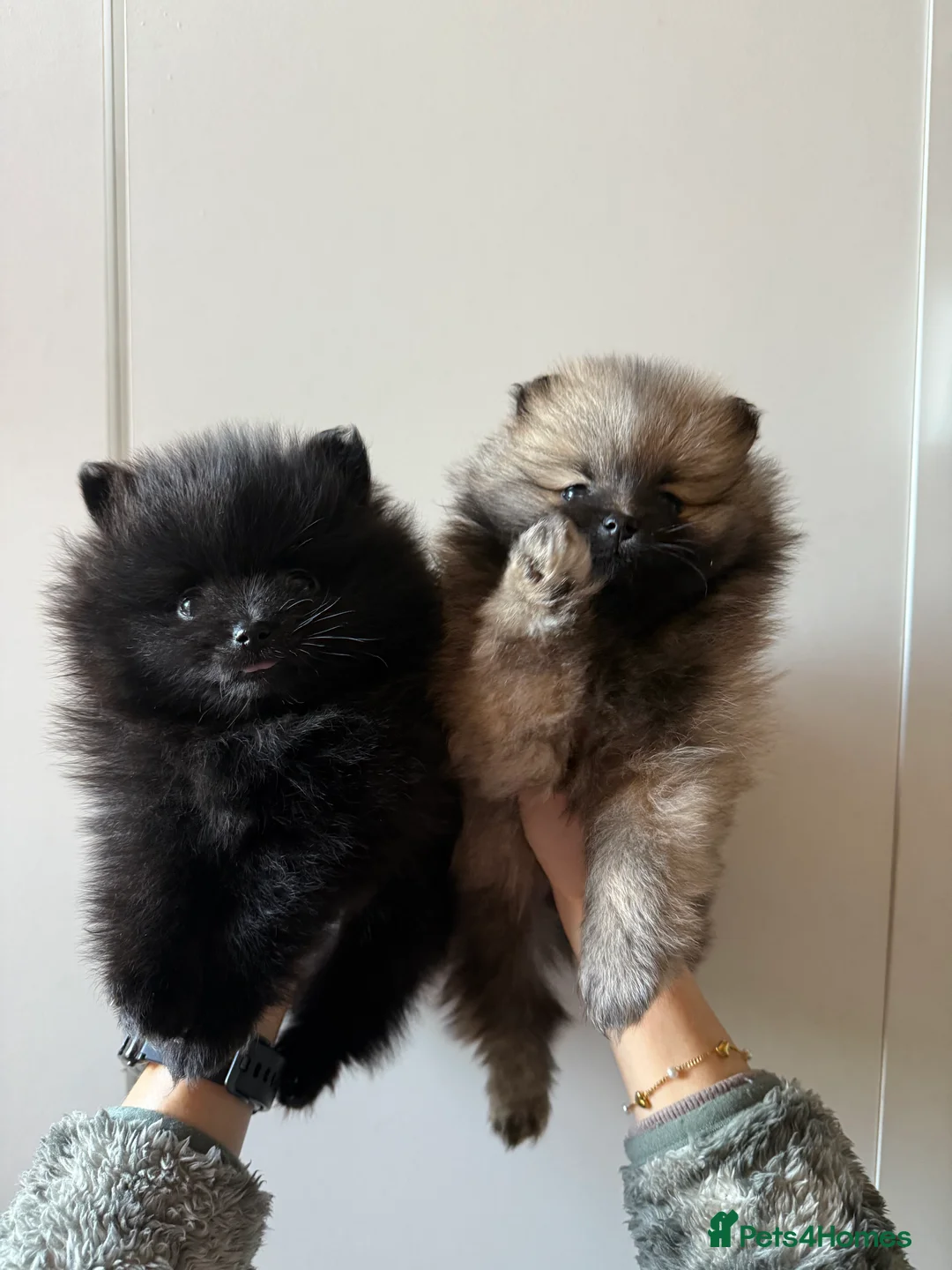 Pomeranian dogs for sale: Two Poms looking for forever home - Advert 11