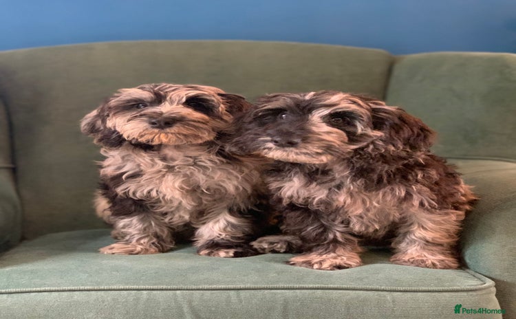 Cockapoo dogs - Advert 6