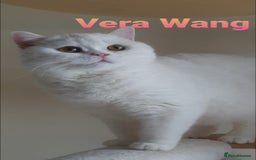 British Shorthair cats for sale: Closing of BSH cattery, 50% discount  - Image 4