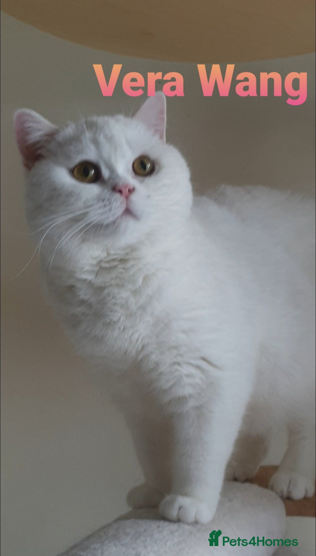 British Shorthair cats for sale: Closing of BSH cattery, 50% discount  - Image 4